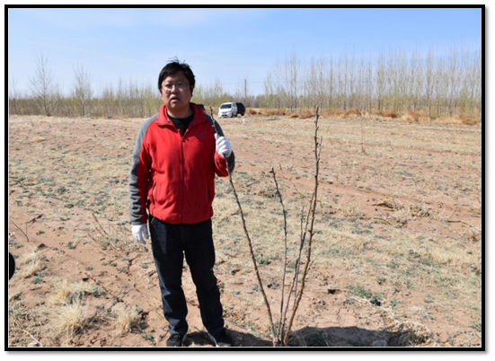 Implementation of Green Poverty Alleviation Project for Efficient Cultivation of New Varieties of Shiny-Leaved Yellowhorn (Xanthoce sorbifolia Bunge)(图1)